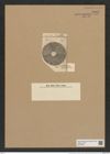 Actinoptychus leptonitos Grev. (de-Toni-Nr.: Genus 227, Species 5552) Zeichnungen Sammlung Grunow Nr. 9581 (NHMW-BOT-W0379395)
